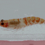 Lophogaster sp. (Lophogaster japonicus ?) 심해성의 연갑류,, 로포가스터 속의 1종