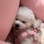 겁 없는 물개, 노느라 피곤한 강아지 김하쿠