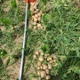 주말농장, 농부 관점에서 폭망 내 관점에서 성공한 감자 농사