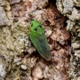 녹색머리매미충