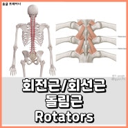 [울산피티/울산PT] 근육해부학_회전근/회선근/돌림근/rotators