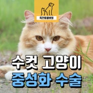 수컷 고양이 중성화 수술로 예방 가능한 점들 - 용인 구성 죽전동물병원