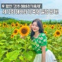 함안 강주 해바라기축제 2024 일정 및 정보