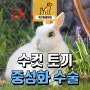 수컷 토끼 중성화 수술의 이점과 토끼 특성을 고려한 중성화 수술- 용인 죽전 특수 동물 병원