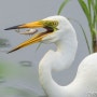 중대백로_Great Egret