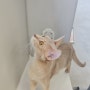건대 고양이카페 우주로캣 냥냥이와 함께하는 이색데이트