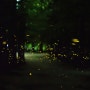초여름 숲의 요정 : 상소동 반딧불이