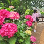 김해 수안마을 수국 개화상황과 축제 끝난 소등껄 정원 풍경