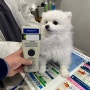 미국 시애틀로 가는 동물 검역 절차를 진행한 포메라니안 콩콩이: 강아지 고양이 미국 본토 입국 출국 공물 검역 절차 비용