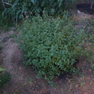 6월 중순 심은 것: 베르가못, 체리세이지, 톱풀, 루드베키아