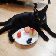 고양이가 먹어도 되는 과일, 먹으면 안 되는 과일 종류 급여 시 주의할 점은?