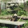 대만 여행 3일차 - 타이베이 시립 동물원과 레스토랑 도장깨기!(+누가 이기나 마사지샵)