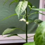 [식물] 집에서 청양고추 키우기 ｜ 2~6월의 기록