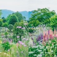 [일본 소도시/정원]🌸자연과 허브로 둘러싸인 유럽풍의 유기농 정원 고보쿠노모리공원(香木の森公園)🌸