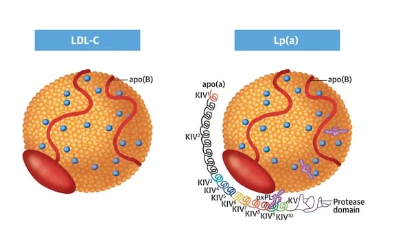리포프로테인(a), Lipoprotein(a), Lp(a) : 네이버 블로그