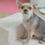 침대 있는 집 강아지 용품 필수 플랜영 논슬립 강아지 계단