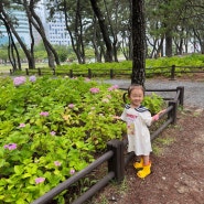 부산 수국명소로 유명한 해운대 송림공원