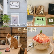 울산 신정동 카페 파프리카 | 귀여운 고양이와 책이 함께하는 공간