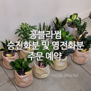 부산 승진화분 영전 인사이동 식물 선물 남포동 중앙동 대신동 영도꽃집 중구청 영도구청 화분 배달 : 꽁블라썸