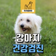 강아지 건강관리는 정기적인 건강검진으로! - 용인 동백 죽전동물병원