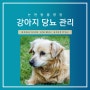 강남 노령견 동물병원 논현동물병원에서 알려드리는 강아지 당뇨 관리