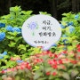 경남 수국 명소 고성 만화방초 수국축제 7월 꽃구경