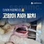 고양이 치아 발치 치석제거 치과특화 진료 양산 신세계 동물병원