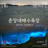 서천 춘장대해수욕장, 바다 위 오로라 야광충 관측 시간 정보!