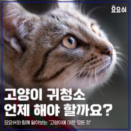 고양이 귀 청소 언제 해야 할까요?