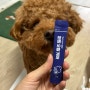 퍼핑 서포터즈로 선정된 초코! 강아지 영양제 웰컴박스 후기