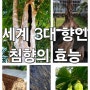 세계 3대 향인 침향, 사향, 용연향 효능과 침향나무의 생리