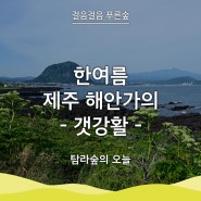 [걸음걸음 푸른숲] 탐라숲의 오늘 - 한여름 제주 해안가의 '갯강활'