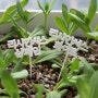 실내식물 홈가드닝 리시안셔스 모종 키우기 꽃말예쁜꽃 분갈이하는법