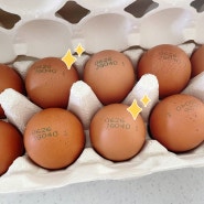 가장 이상적인 달걀: 난각번호1번의 양촌농원