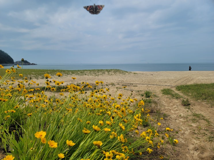 국내 섬 여행 인천 가볼만한곳 자월도 장골해수욕장 캠핑 : 네이버 블로그