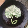 여름 별미 호박잎전 만드는법 / 호박잎 된장찌개 / 주말농부 호박잎 요리