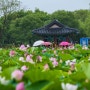부여 궁남지 연꽃명소 부여서동연꽃축제 연꽃 개화 시작