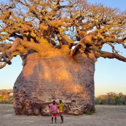마다가스카르 여행 7.4-7.14바오밥나무 일주 여행 모집합니다