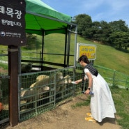 [경북 I 칠곡] 칠곡양떼목장, 팔공산 근처 가볼 만한 곳 I 양 먹이주기 체험