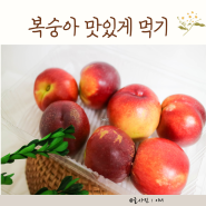 신선복숭아 복숭아 냉장보관방법 후숙 맛있게 먹기 돌쇠네 농산물