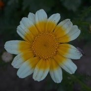 24.06.18. 쑥갓 꽃