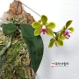 Phalaenopsis stobartiana 호접란 스토바르티아나; 전서호접란