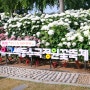 "유구 花원, 일상의 즐거움" 제3회 유구색동수국정원 꽃축제