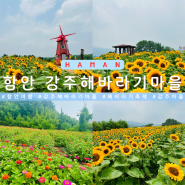 함안 여행 강주 해바라기 마을 경남 축제 명소 가볼만한곳