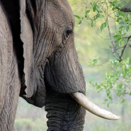 다양한 코끼리 꿈 해몽! 코끼리 꿈 의미 해석🐘🍃