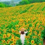 함안 강주 해바라기 마을 축제, 완전 반한 7월 경남 가볼만한곳