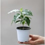 커피나무 Coffea Arabica ‘Coffee Tree’