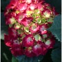 노지월동 유럽수국 하이파이어 Hydrangea macrophylla ‘HI FIRE’