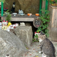 니지모리 스튜디오 고양이 찾기 (니지모리 오냥이)
