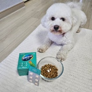 강아지 종합 영양제 대웅펫 임팩타민 숑숑이 일주일 급여후기